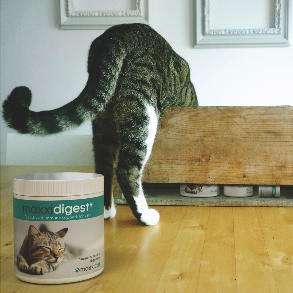 maxxidigest cats PHOTO