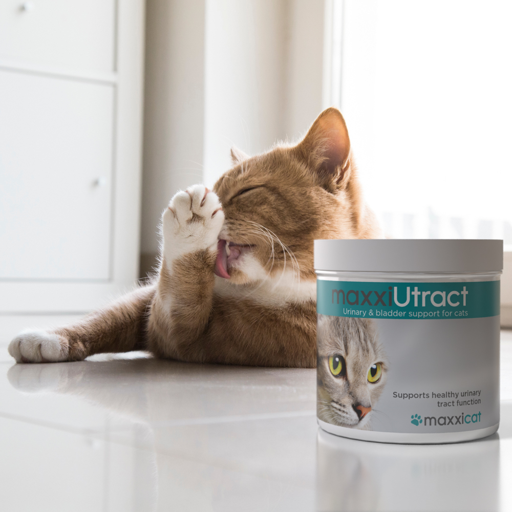 maxxiUtract cats PHOTO