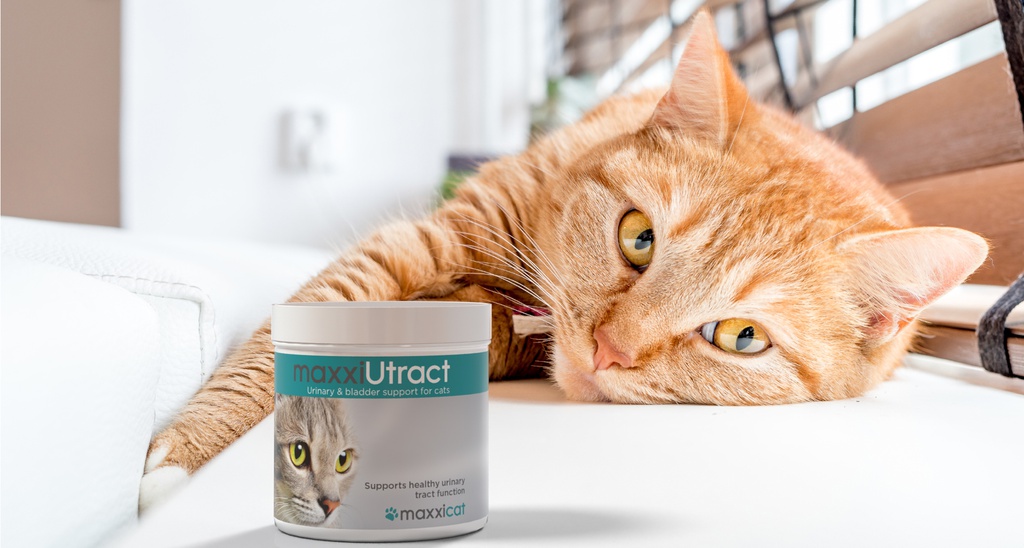 maxxiUtract cats BANNER